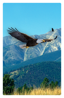 Soaring Eagle Im Free